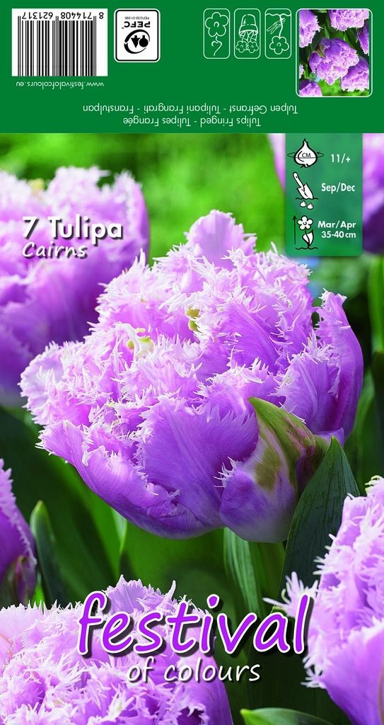 Tulipes Cairns