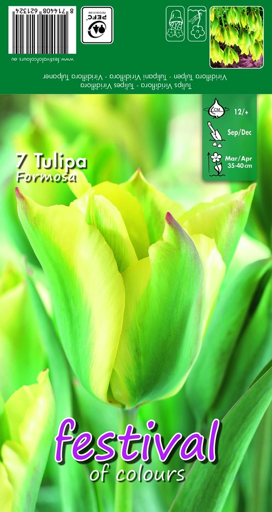 Tulipes 'Formosa'