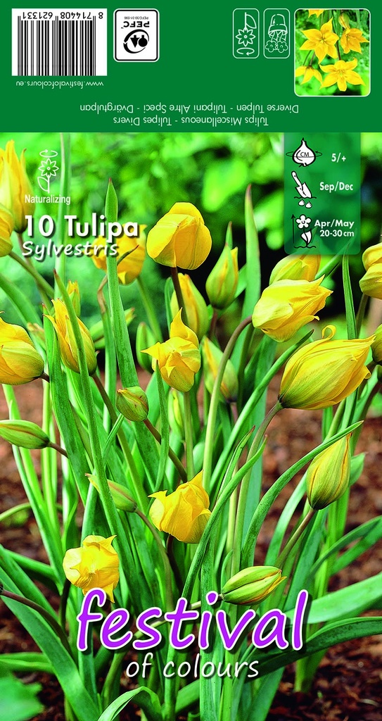 Tulipes Sylvestris