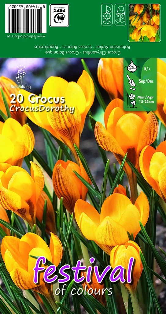 Crocus Dorothy