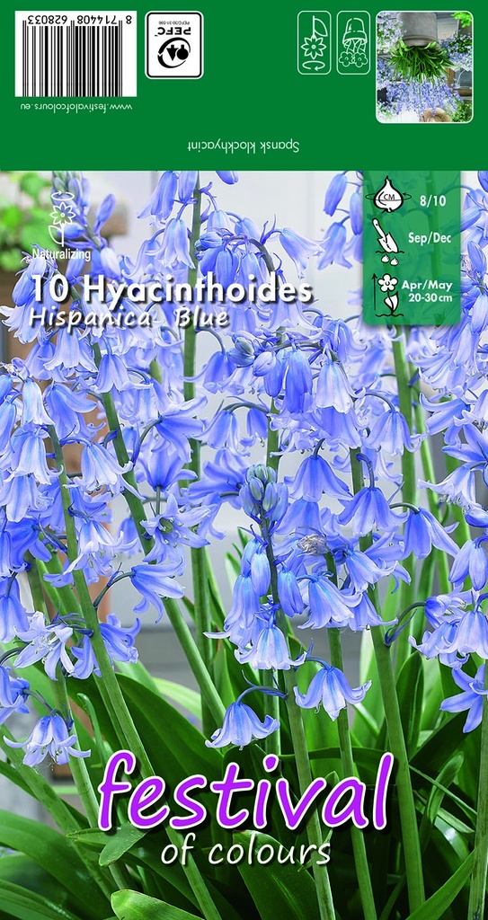 Hyacinthoides hispanica 'Blue'