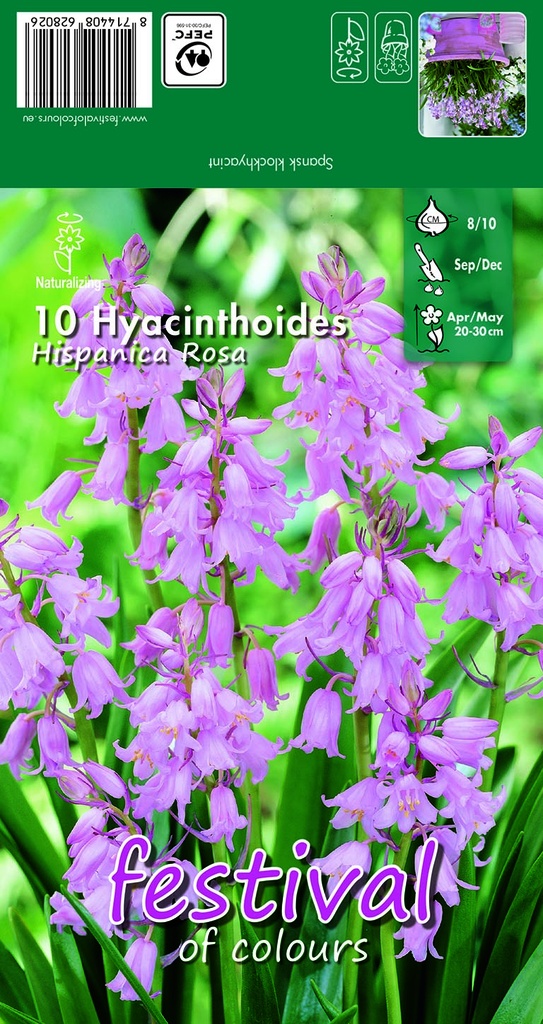 Hyacinthoides hispanica 'Rosa'