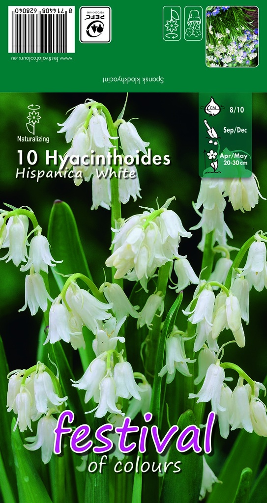 Hyacinthoides hispanica 'Whit'