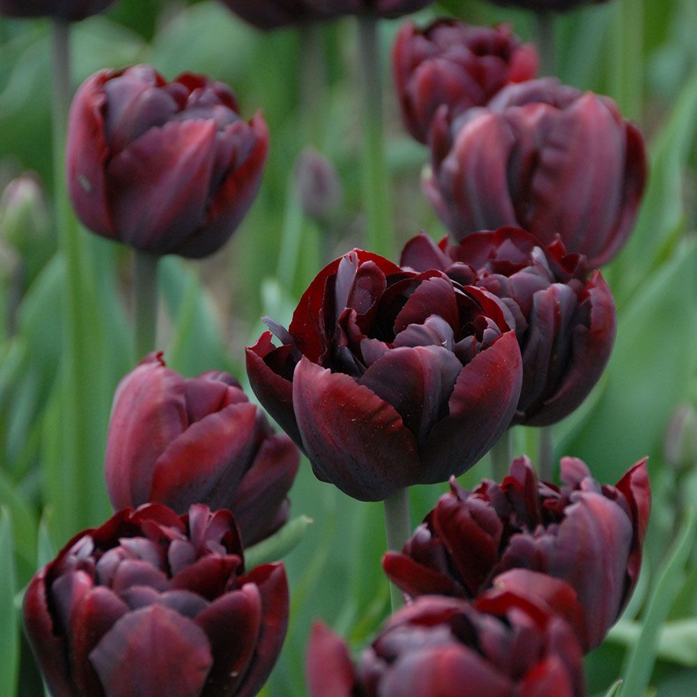 Tulipe double Palmyra