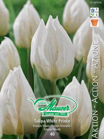 Tulipe White Prince 50