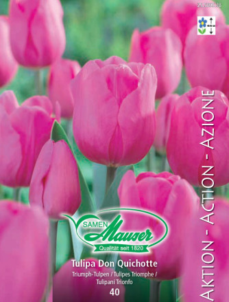 Tulipe Don Quichotte 50