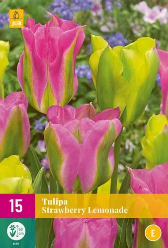 TULIPE  STRAWBERRY LEMONADE