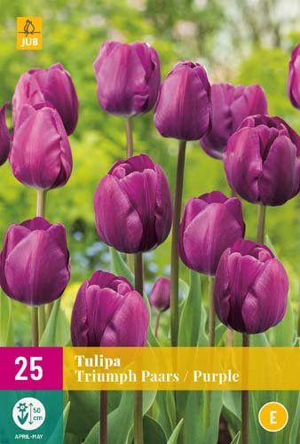 TULIPE TRIUMPH PAARS / PURPLE