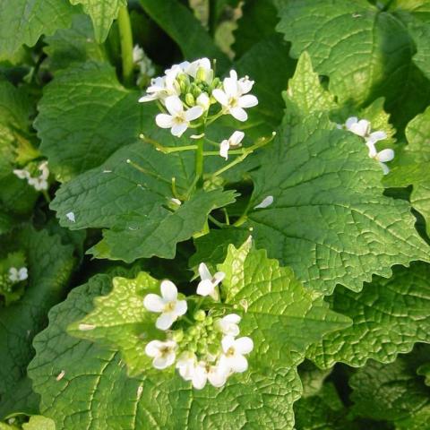 Alliaria petiolata