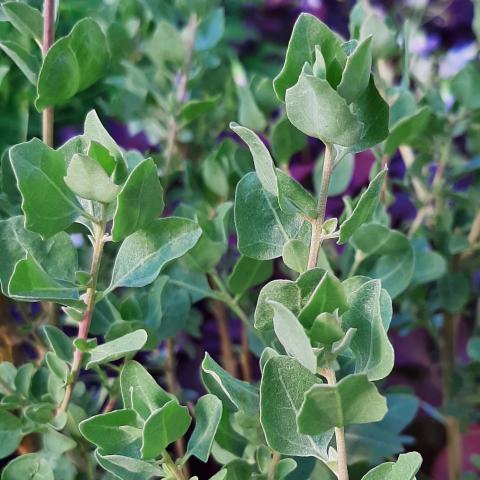 Atriplex halimus