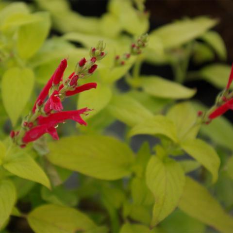 Salvia elegans 'Golden Delicious'