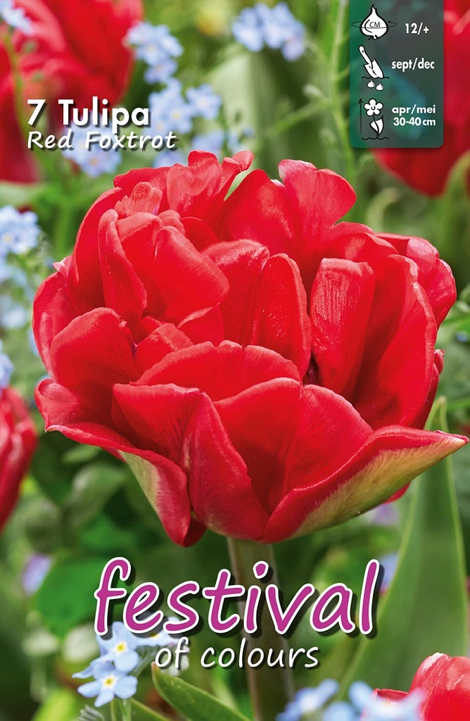 Tulipes 'Red Foxtrot'