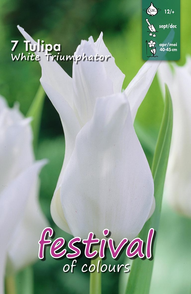 Tulipes 'White Triumphator'