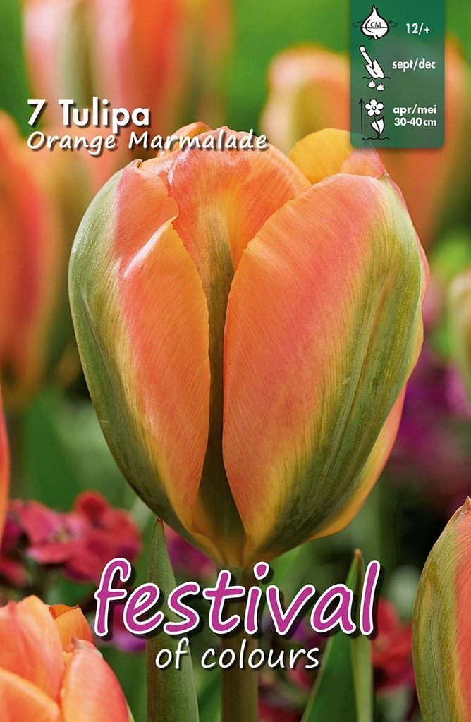 Tulipes 'Orange Marmalade'