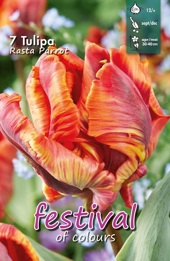 Tulipes 'Rasta Parrot'