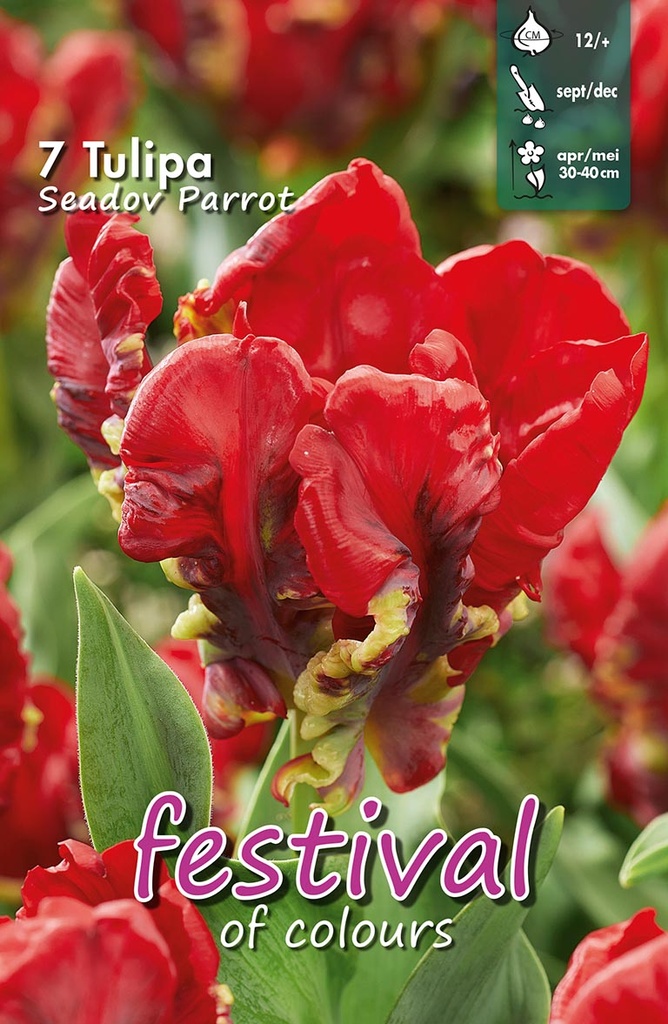 Tulipes 'Seadov Parrot'