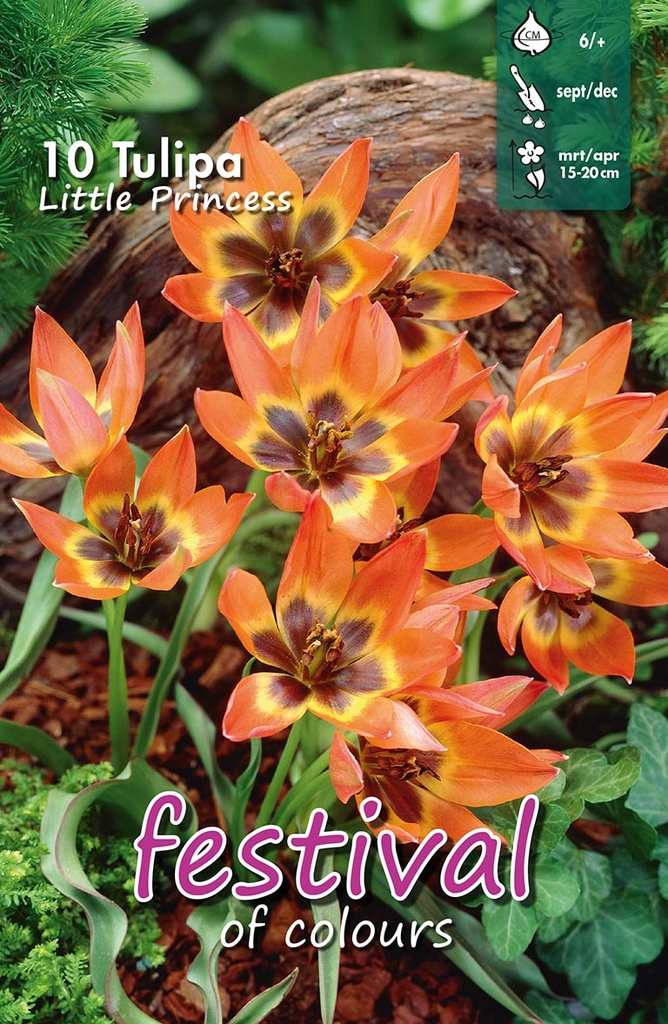 Tulipes 'Little Princess'