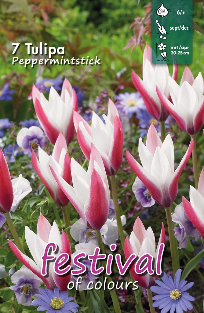Tulipes 'Peppermintstick'