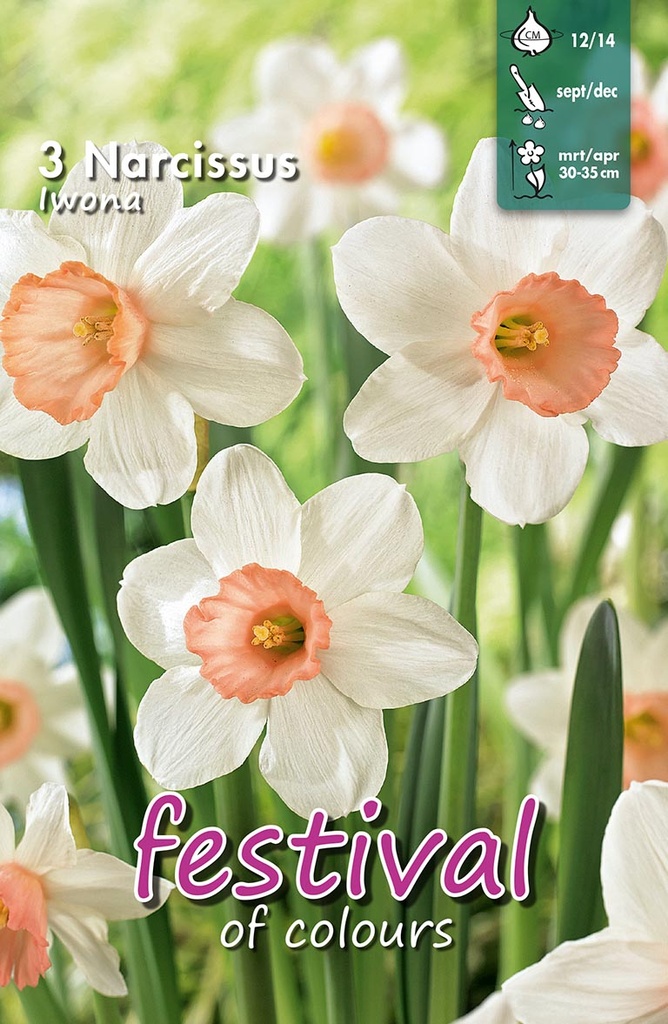 Narcissus 'Iwona'