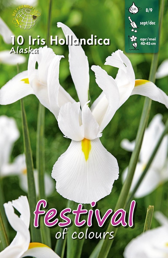 Iris 'Alaska'
