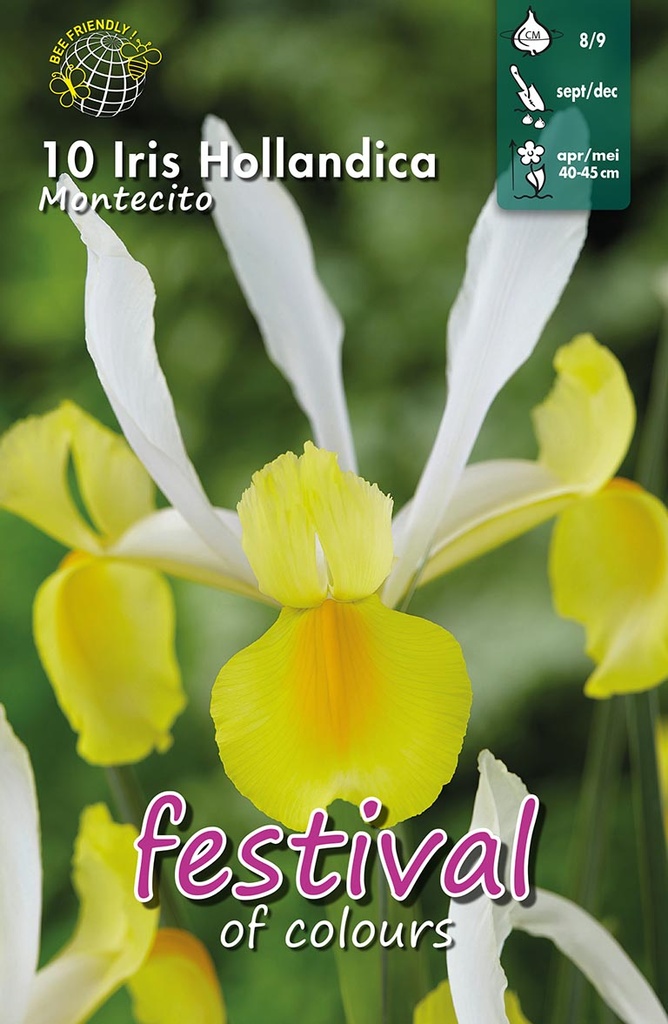 Iris 'Montecito'