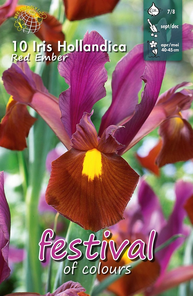 Iris 'Red Ember'