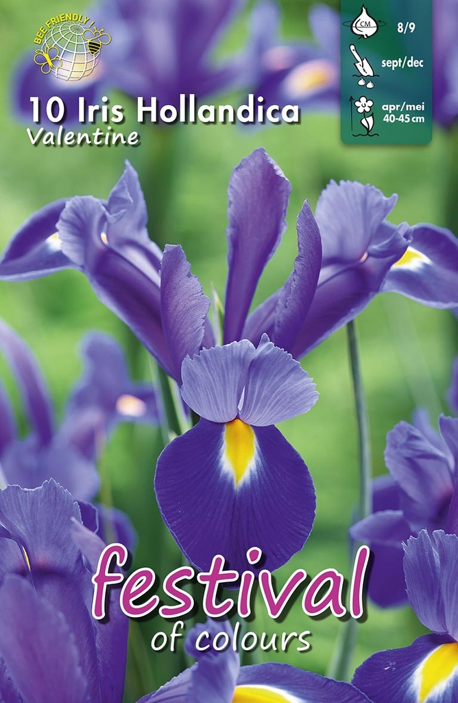 Iris 'Valentine'