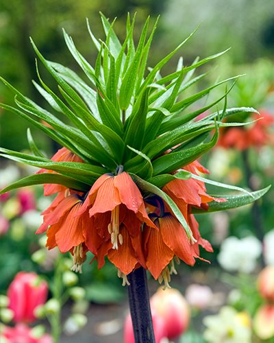 Fritillaria imperialis 'Rubra'