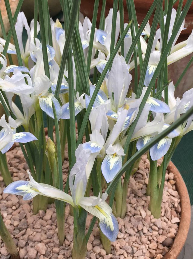 Iris 'Frozen Planet'
