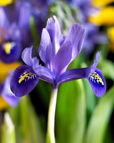Iris 'Harmony'