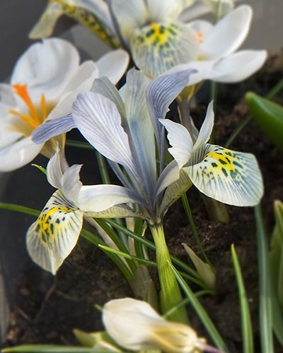 Iris 'Katharine Hodkin'