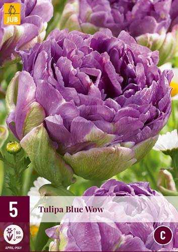 Tulipes 'Blue Wow'