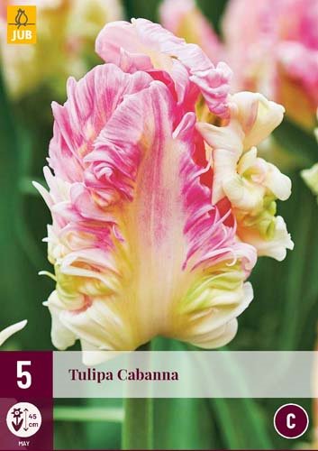 Tulipes 'Cabanna'