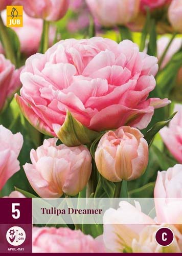 Tulipes 'Dreamer'