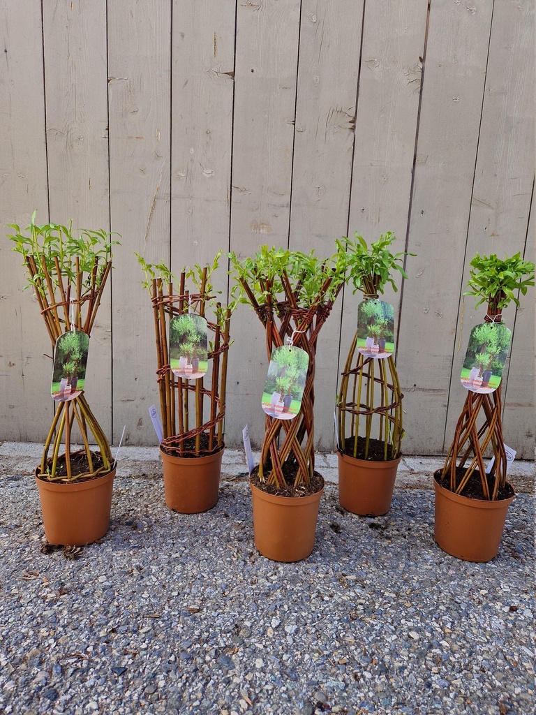Salix sculpté