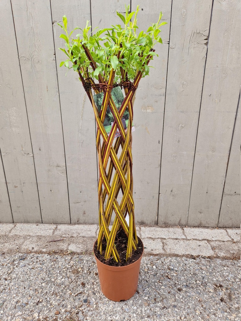 Salix sculpté