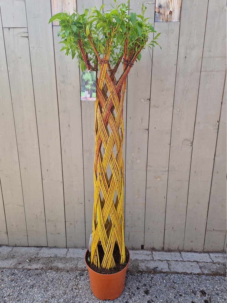 Salix sculpté
