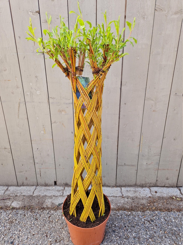 Salix sculpté
