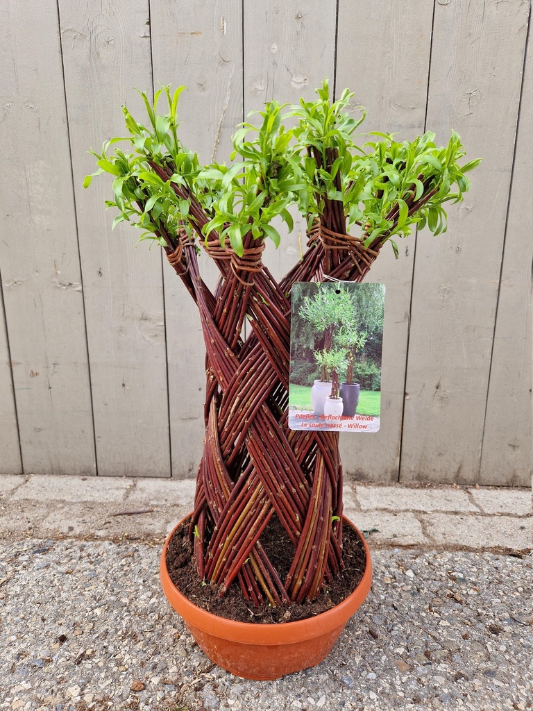 Salix sculpté