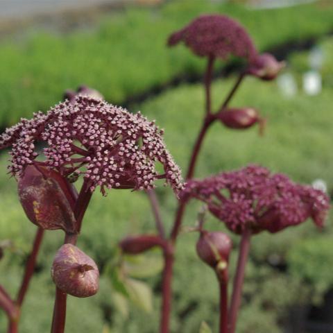 Angelica gigas