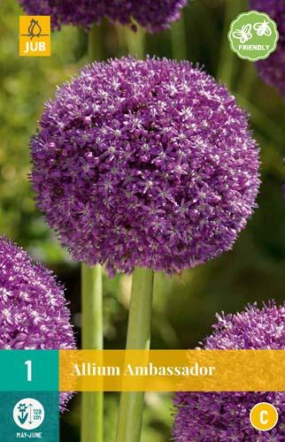ALLIUM AMBASSADOR