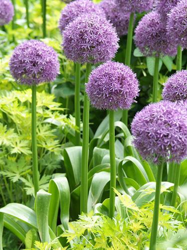 ALLIUM HIS EXCELLENCY