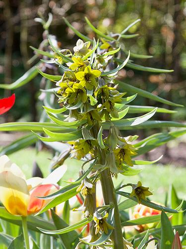FRITILLARIA GREEN EYES