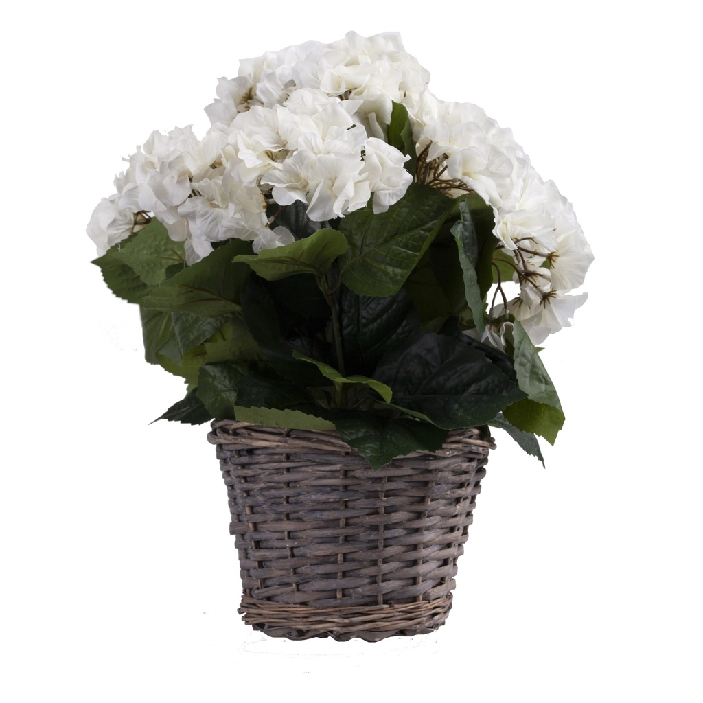 Hortensia avec panier artificiel