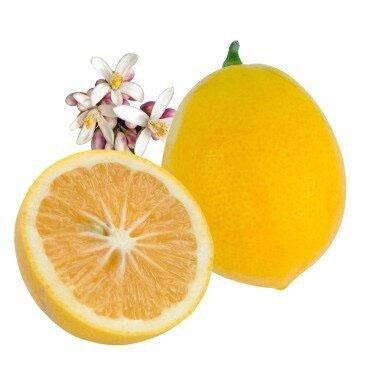 Citrus meyerii
