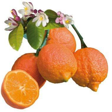 Citrus limonia - Limette rouge