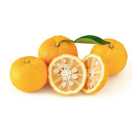 Citrus junos (Yuzu)