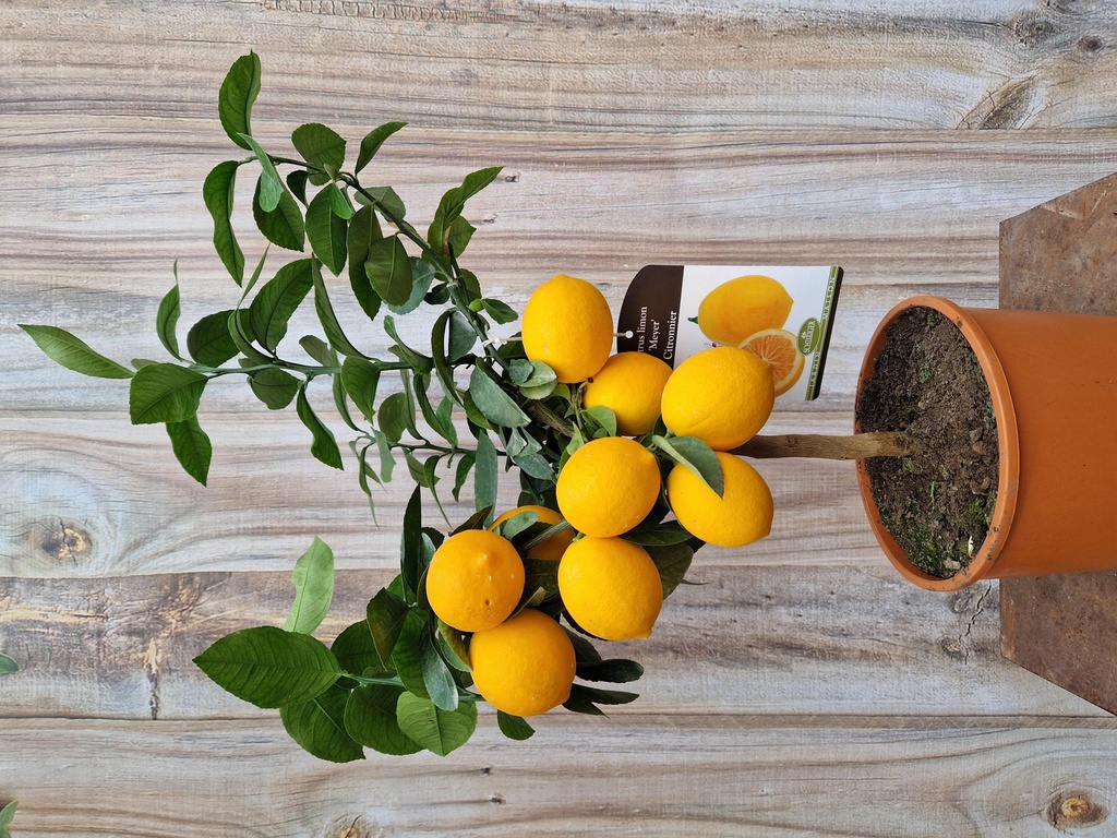 Citrus limon Meyer