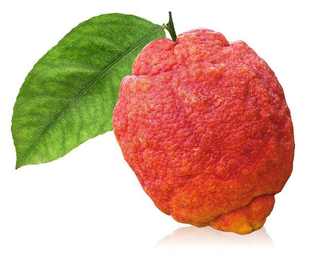 Citrus limon 'Rouge'