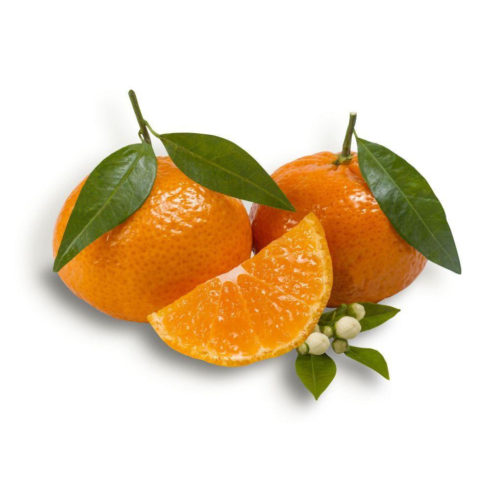Citrus reticulata 'Satsuma'